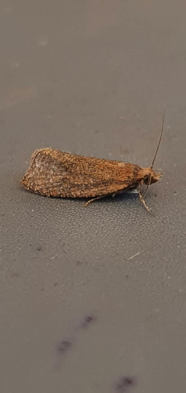 Lakes Marble (Celypha rufana) photographed at Ashford  by Leonard Cooper