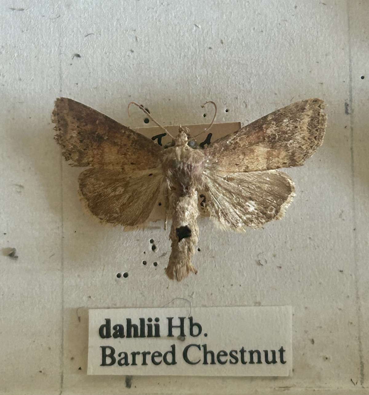 Barred Chestnut (Diarsia dahlii) photographed in Kent by Dave Shenton
