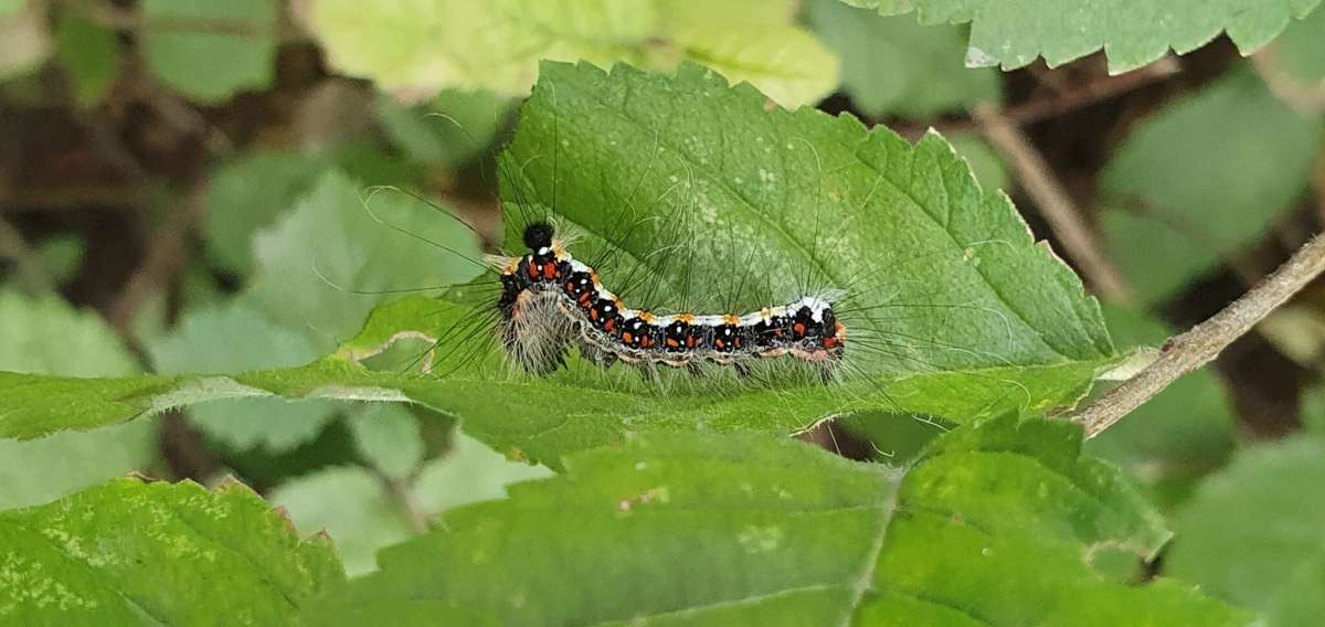 Dark Dagger (Acronicta tridens) photographed at SBBO by Steffan Walton