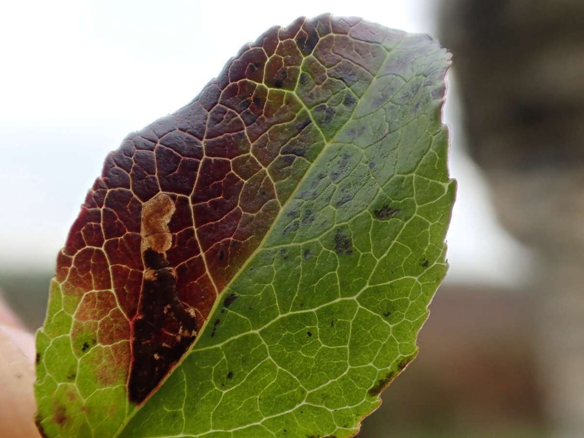 Bilberry Pigmy (Stigmella myrtillella) photographed in Kent by Dave Shenton