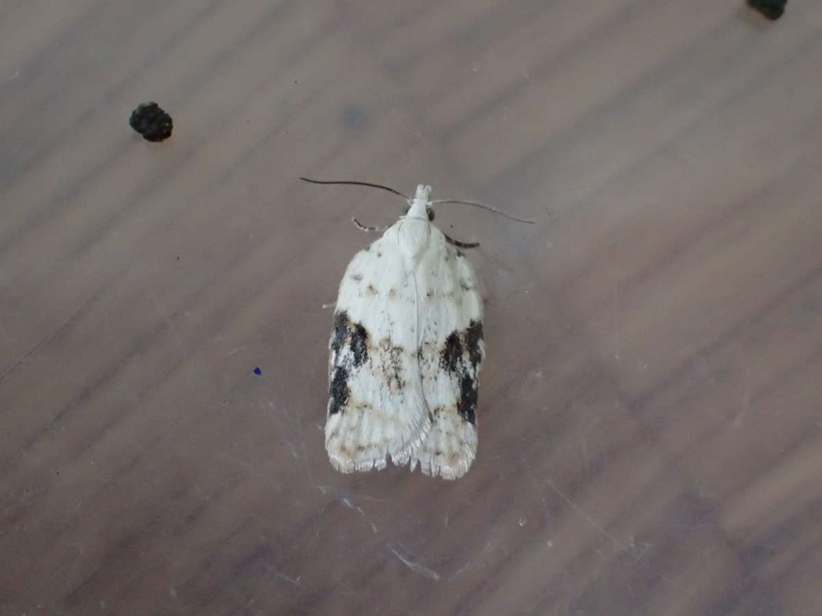 Elm Button (Acleris kochiella) photographed at Marden area by Dave Shenton