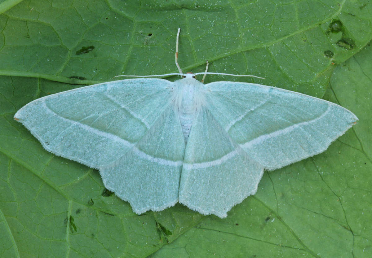 Light Emerald (Campaea margaritaria) photographed at Boughton-under-Blean by Peter Maton 