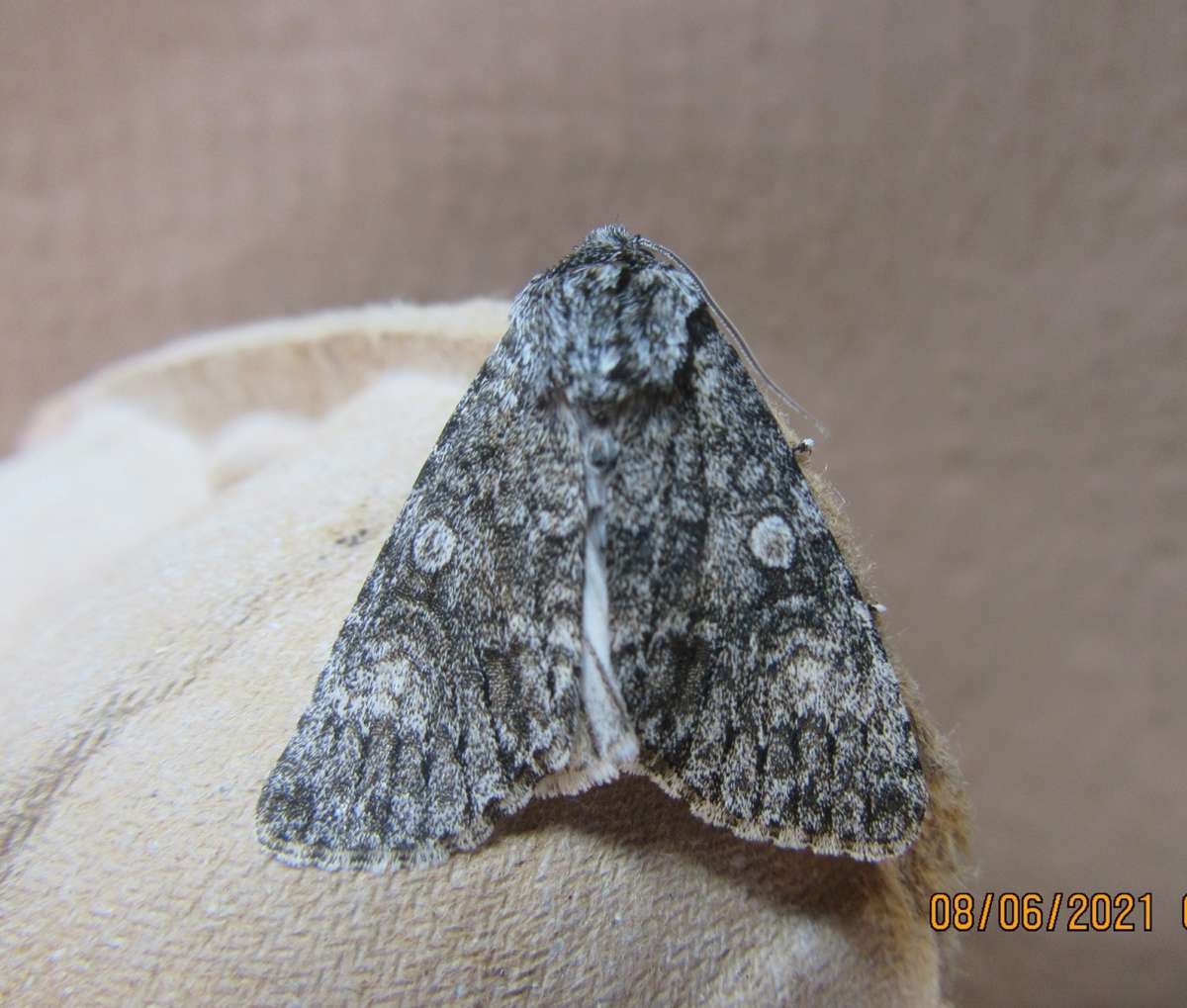 Poplar Grey (Subacronicta megacephala) photographed in Kent by Alan Ford