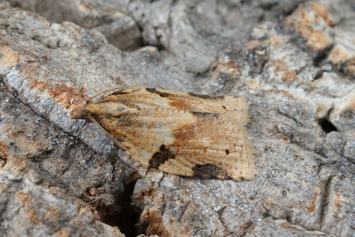 Cyclamen Tortrix (Clepsis spectrana) photographed at Stodmarsh NNR by Dave Shenton 