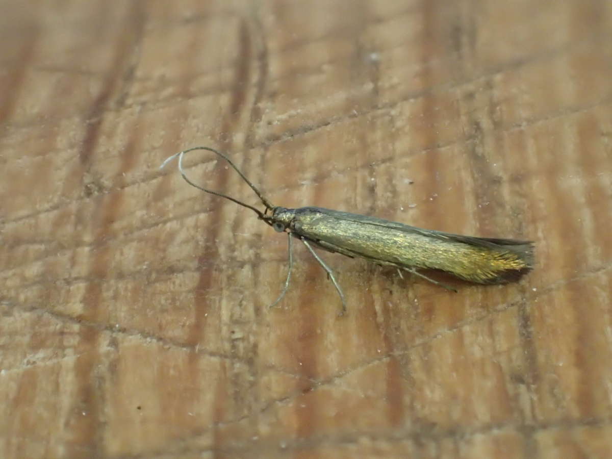 Clover Case-bearer (Coleophora alcyonipennella) photographed at Aylesham by Dave Shenton
