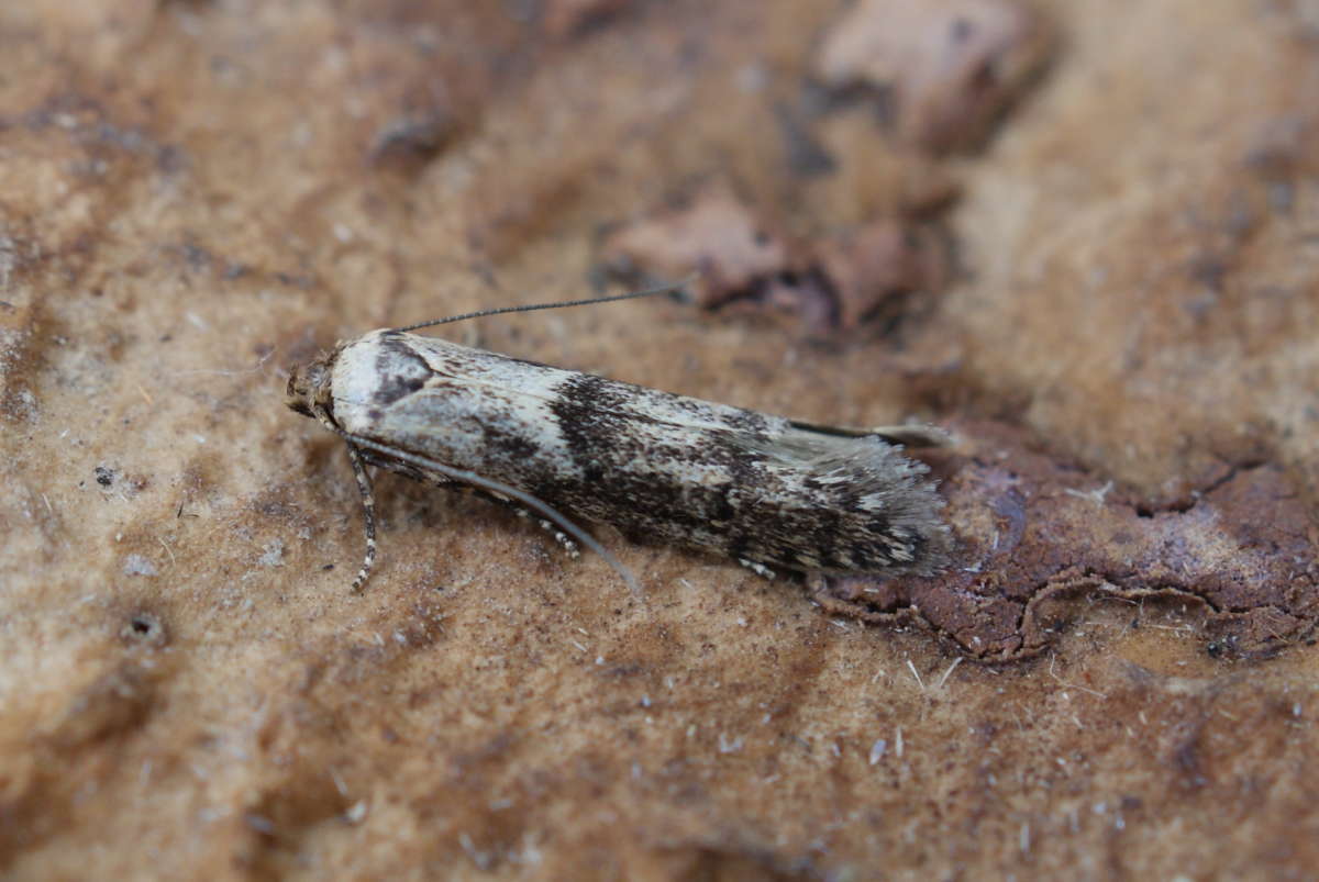 Dingy Dowd (Blastobasis adustella) photographed at Aylesham  by Dave Shenton 