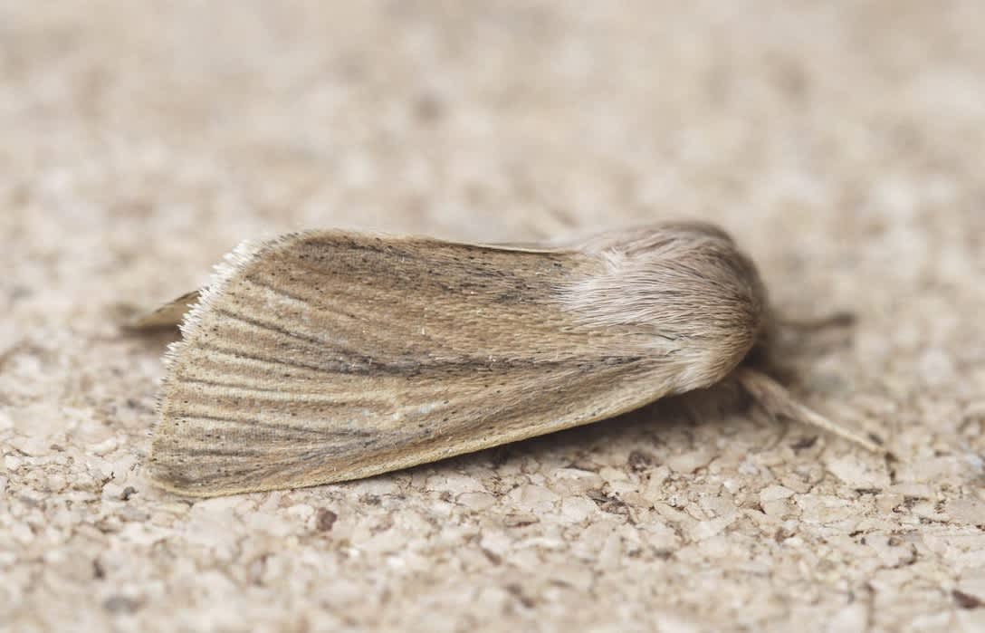 Blair's Wainscot (Sedina buettneri) photographed in Kent by Josh Jones