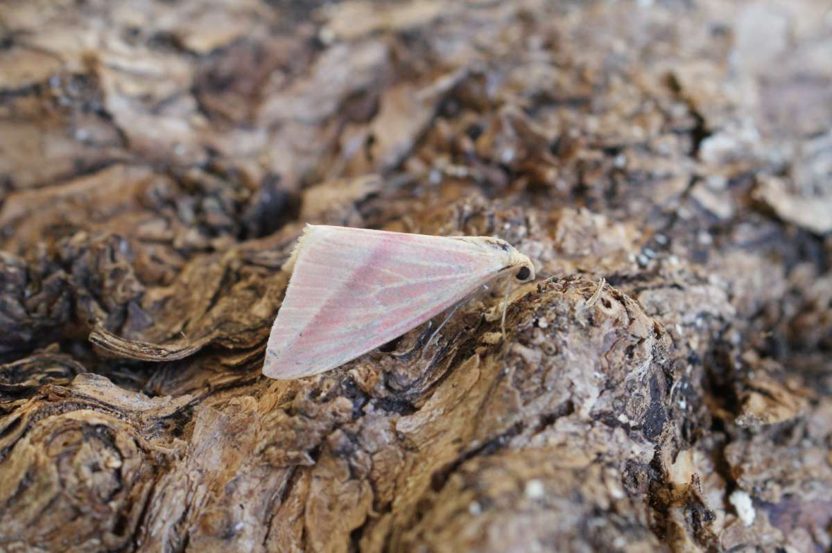 The Vestal (Rhodometra sacraria) photographed at Aylesham  by Dave Shenton 