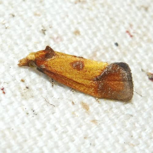 Knapweed Conch (Agapeta zoegana) photographed in Kent by Barry Walter