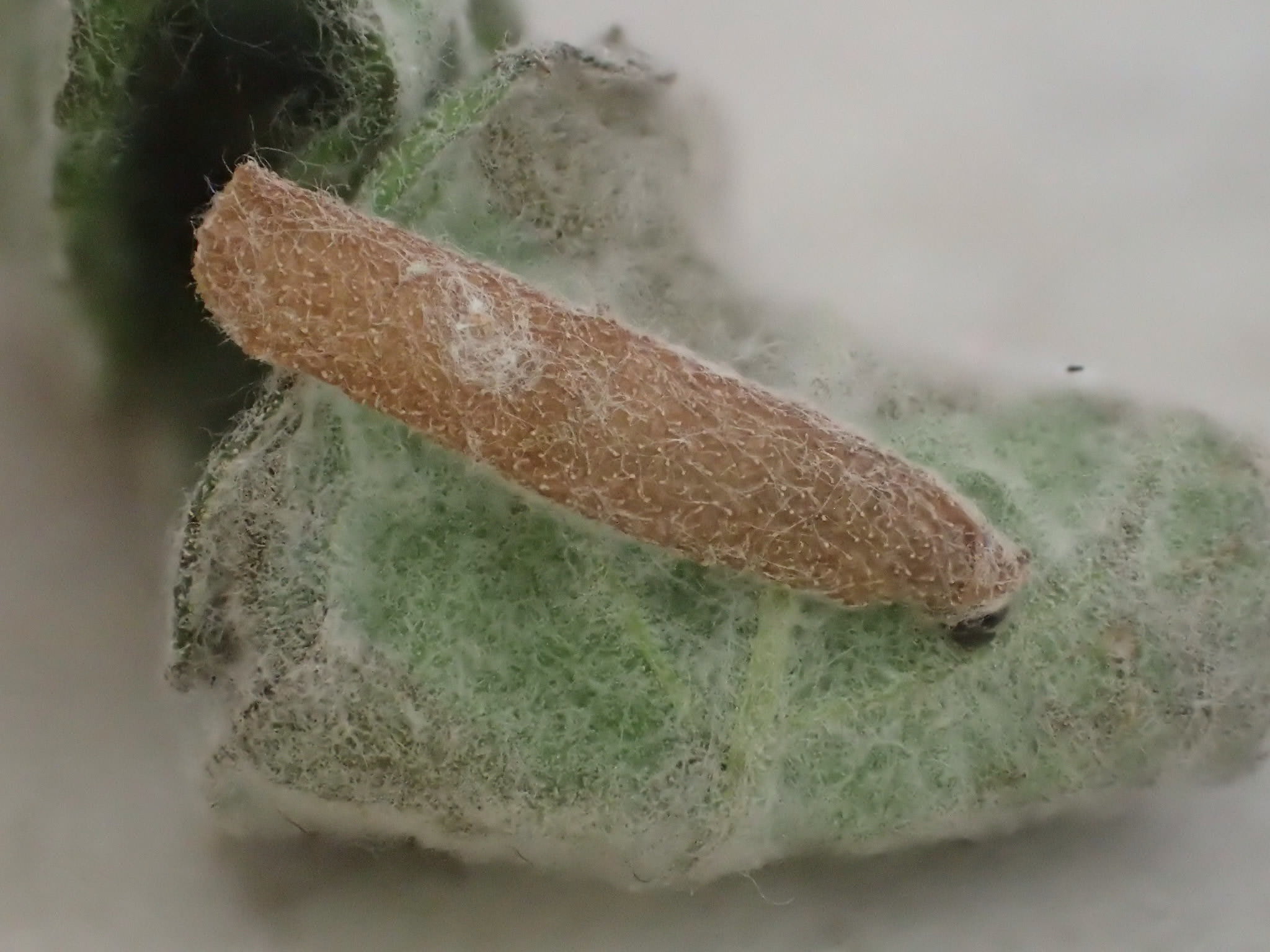 Spikenard Case-bearer (Coleophora conyzae) photographed at Betteshanger Park, Sholden  by Dave Shenton