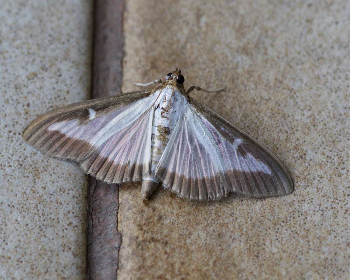 Box-tree Moth (Cydalima perspectalis) photographed in Kent by Andy Taylor