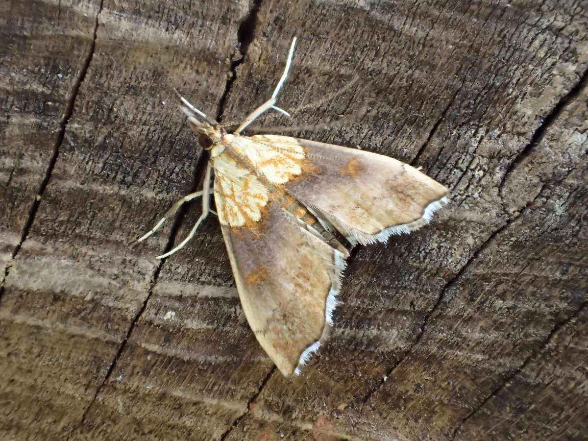 Beautiful Pearl (Agrotera nemoralis) photographed at Packing Wood by Dave Shenton 