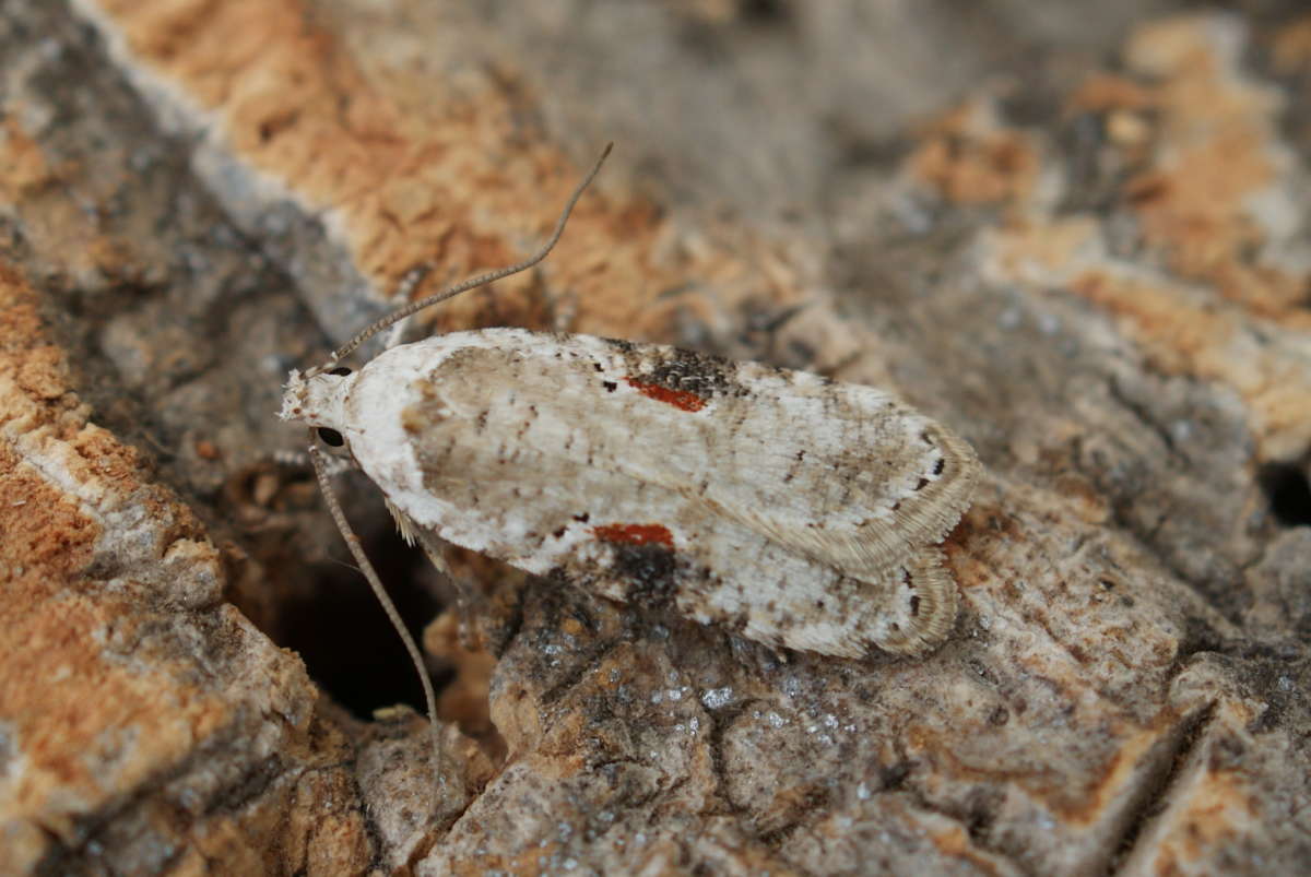 Brown-spot Flat-body (Agonopterix alstromeriana) photographed at Aylesham  by Dave Shenton 