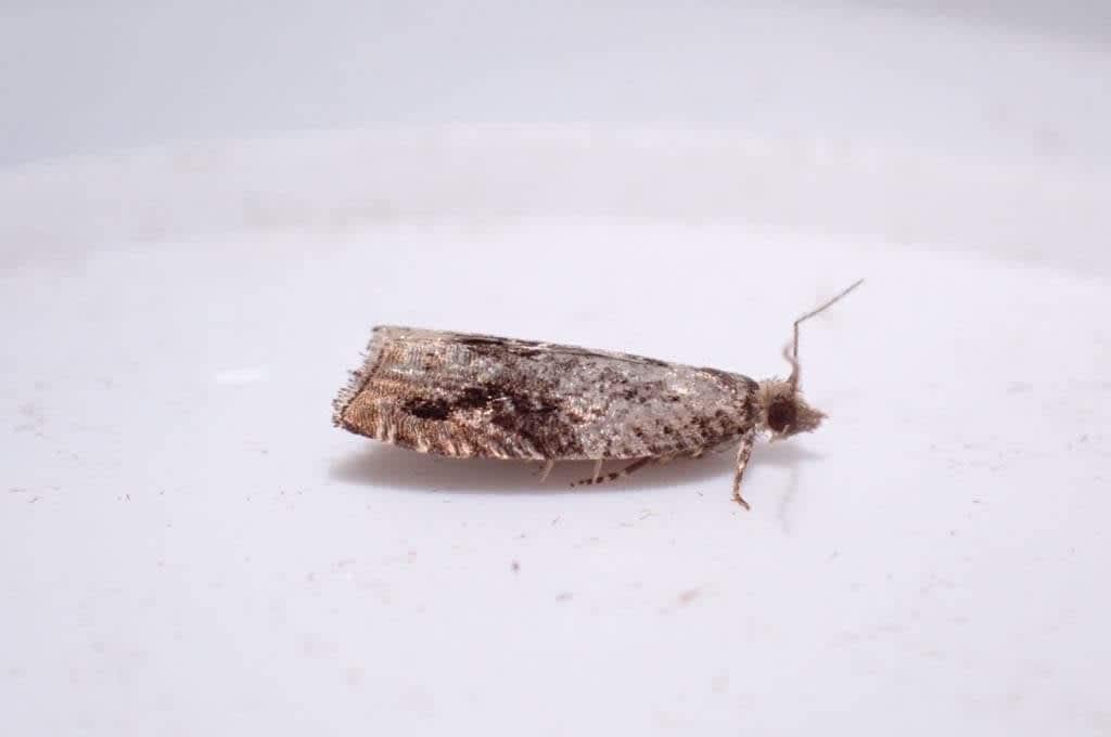 Black-brindled Bell (Epinotia signatana) photographed in Kent by Oliver Bournat