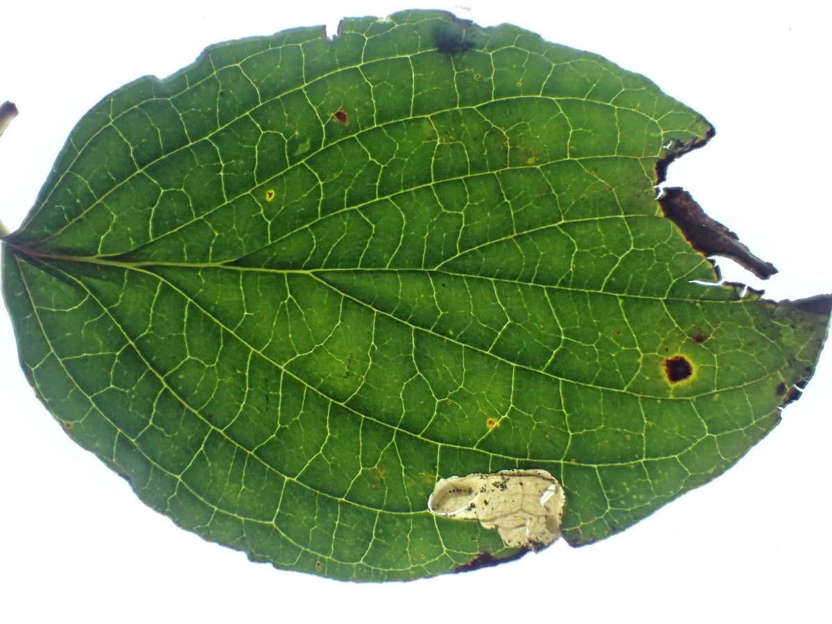 Yellow-spot Lift (Antispila petryi) photographed at Aylesham  by Dave Shenton 