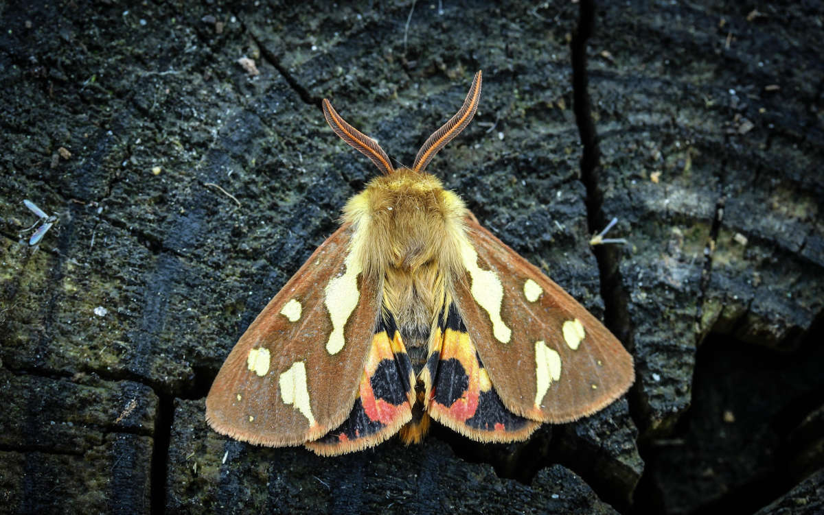 Patton's Tiger (Hyphoraia testudinaria) photographed in Kent by Carol Strafford 