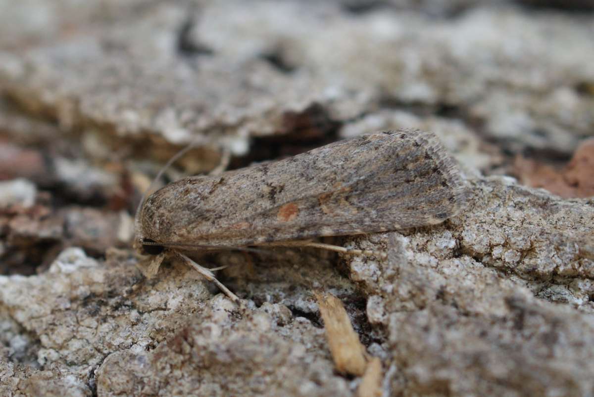 Small Mottled Willow (Spodoptera exigua) photographed in Kent by Dave Shenton 