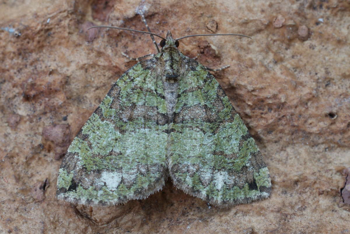 July Highflyer (Hydriomena furcata) photographed at Aylesham  by Dave Shenton 