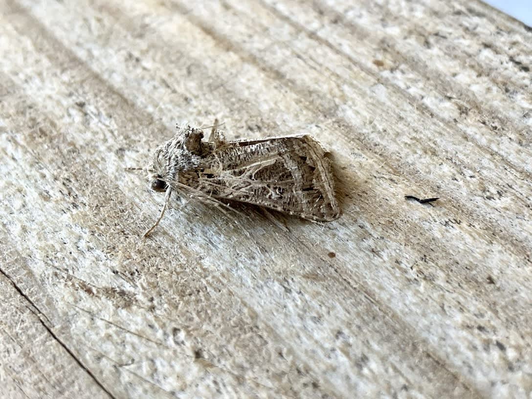 Boathouse Gem (Thysanoplusia daubei) photographed at Dungeness by Plodding Birder 