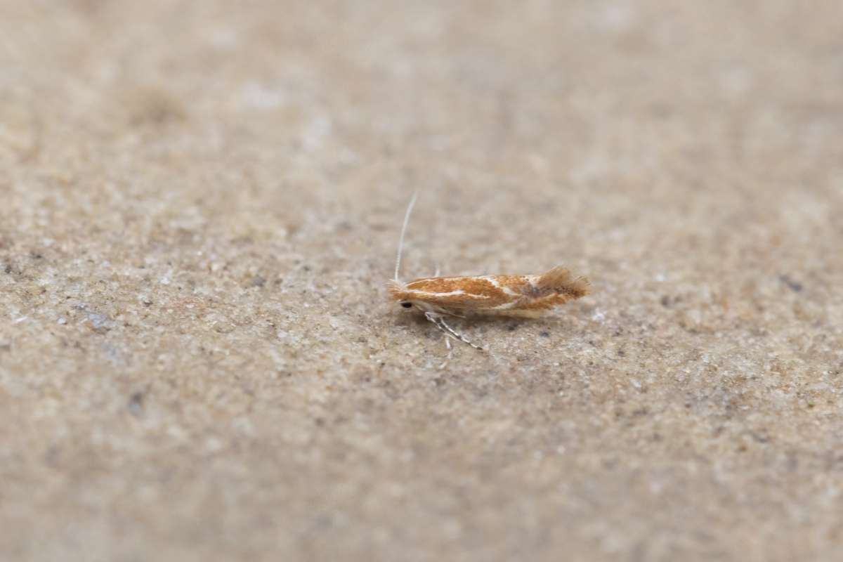 Hawthorn Midget (Phyllonorycter corylifoliella) photographed in Kent by Alex Perry