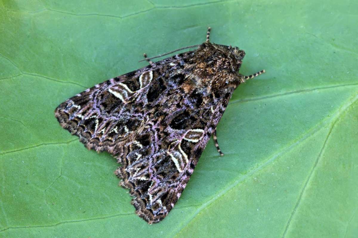 The Campion (Sideridis rivularis) photographed at Boughton-under-Blean by Peter Maton 