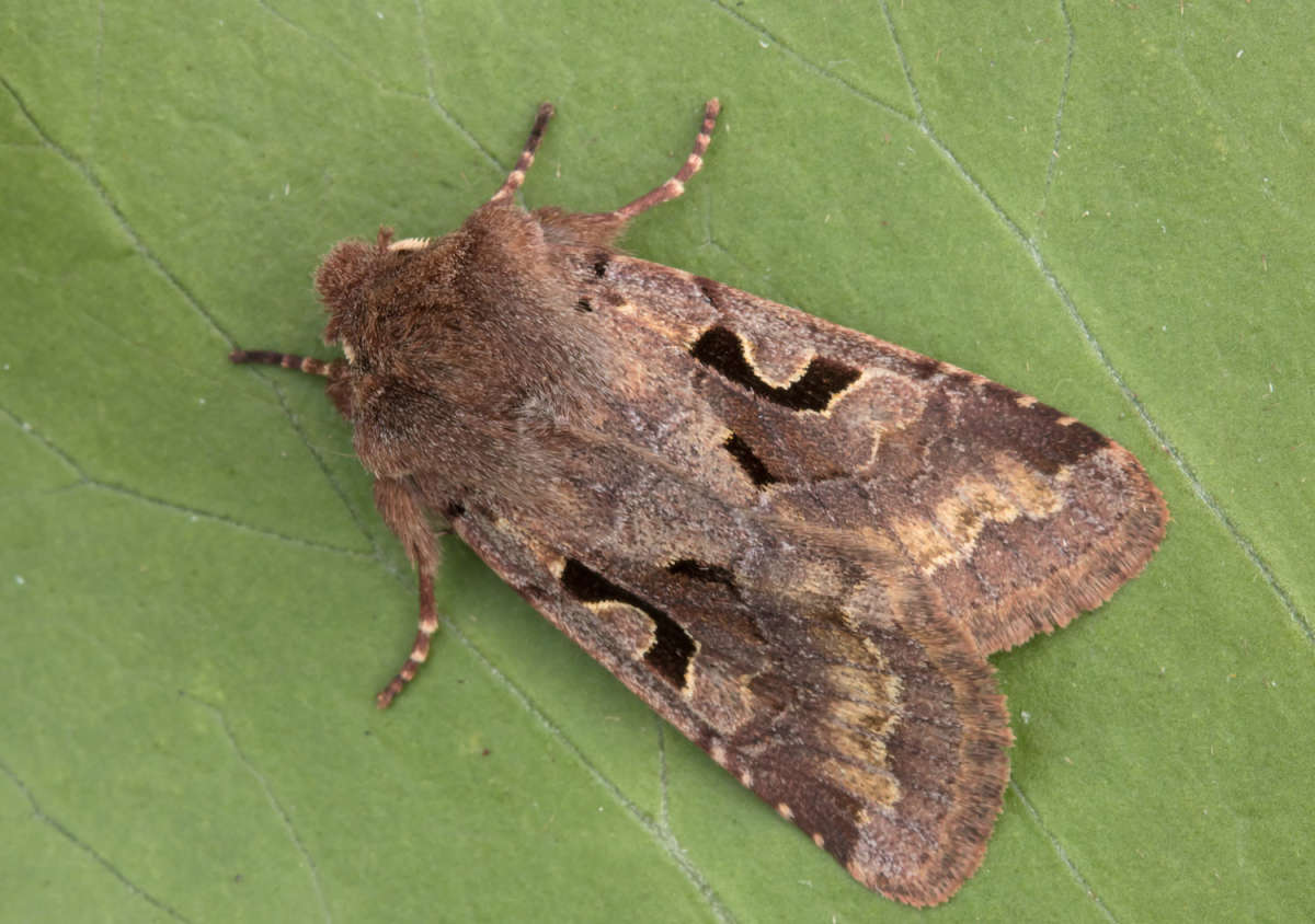 Hebrew Character (Orthosia gothica) photographed in Kent by Peter Maton 