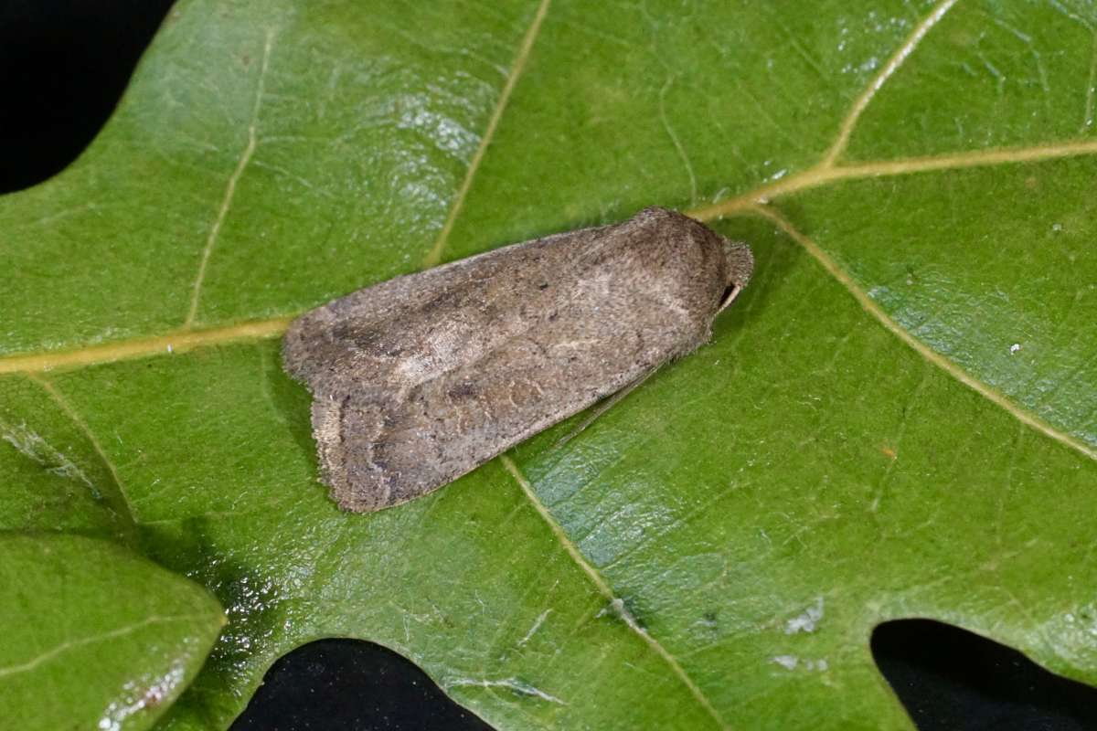 The Rustic (Hoplodrina blanda) photographed at Aylesham  by Dave Shenton