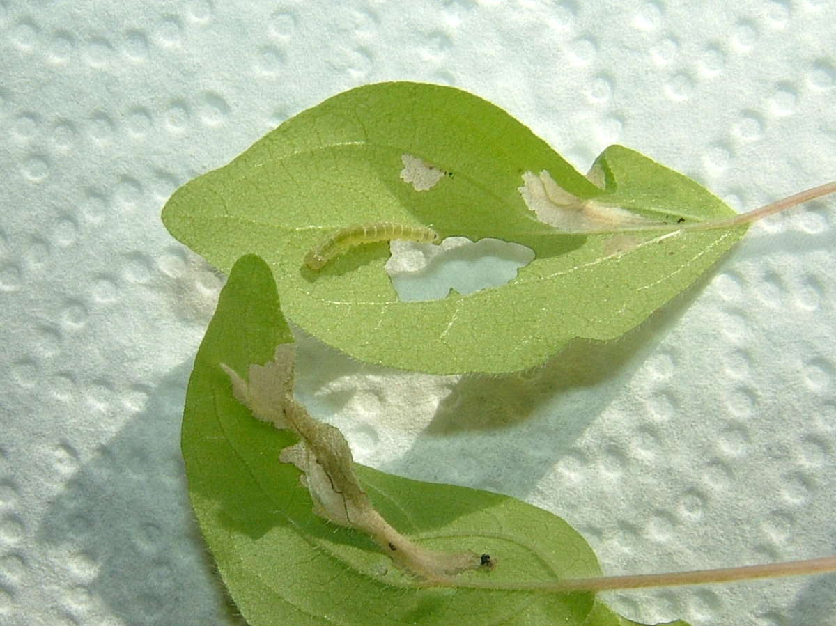 Bloxworth Snout (Hypena obsitalis) photographed in Kent by Tony Rouse 