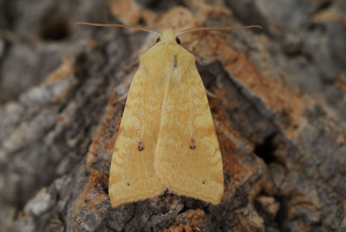 The Sallow (Cirrhia icteritia) photographed at Aylesham  by Dave Shenton 