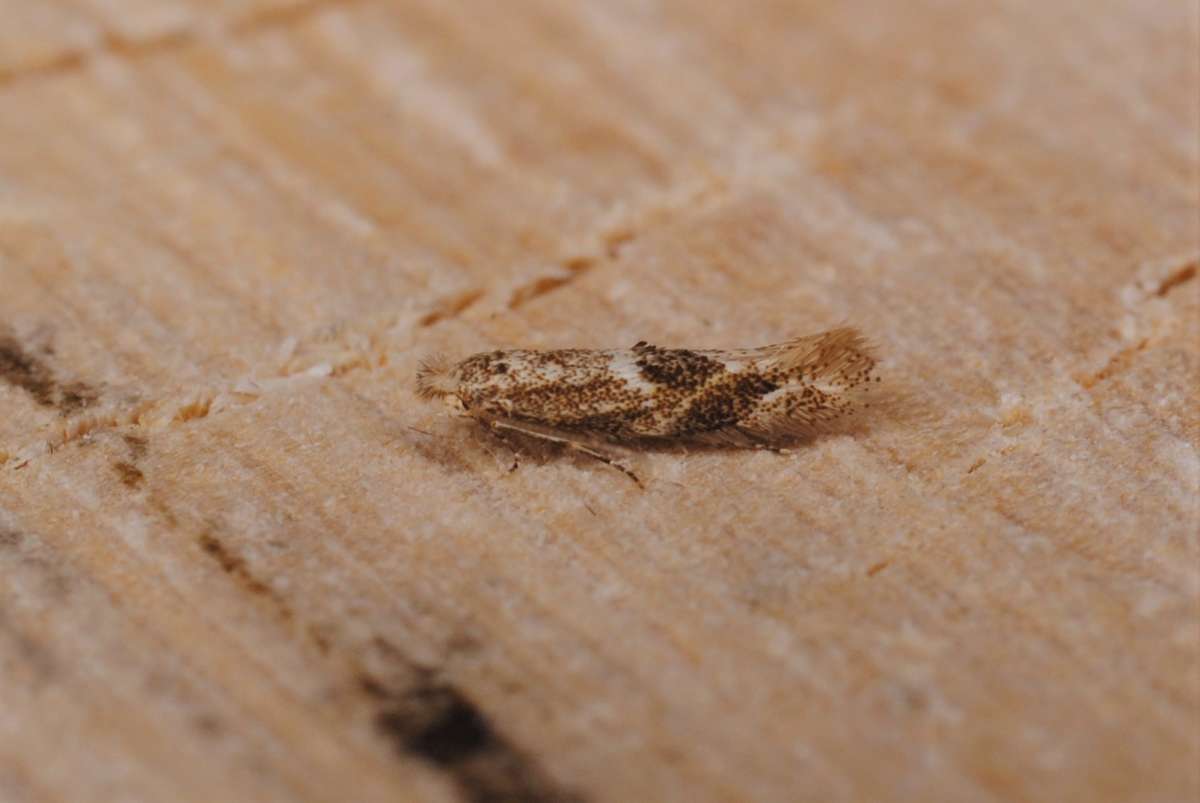 Birch Bent-wing (Bucculatrix demaryella) photographed in Kent by Antony Wren