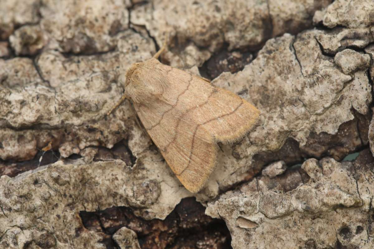 Treble Lines (Charanyca trigrammica) photographed in Kent by Dennis Tayler