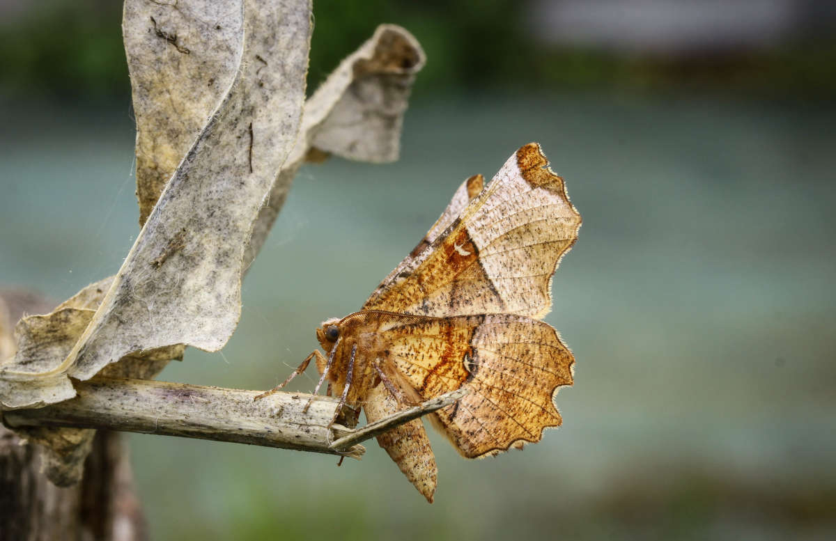 Lunar Thorn (Selenia lunularia) photographed in Kent by Carol Strafford 