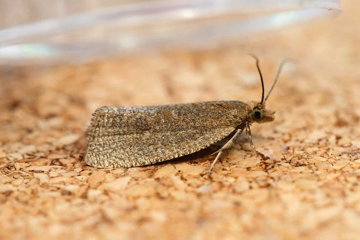 Lakes Marble (Celypha rufana) photographed in Kent by Josh Jones 