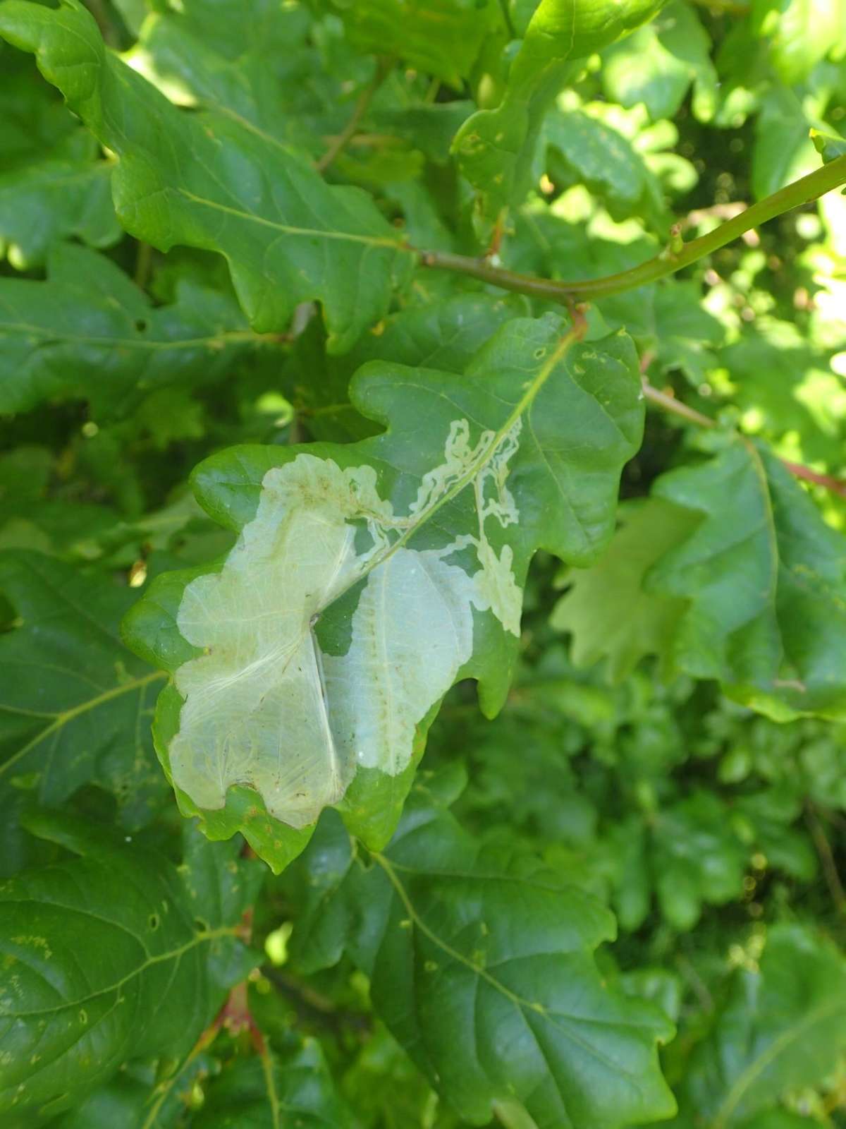 Brown Oak Slender (Acrocercops brongniardella) photographed at Aylesham  by Dave Shenton 