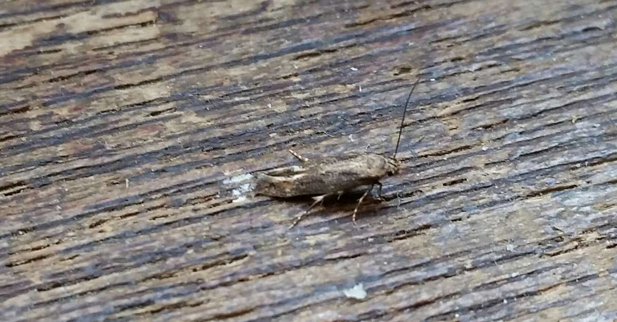 Scarce Mompha (Mompha jurassicella) photographed in Kent by Andrew Lawson