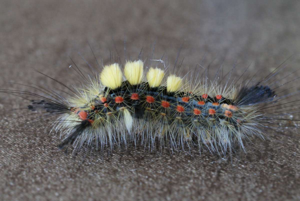 The Vapourer (Orgyia antiqua) photographed at Aylesham  by Dave Shenton 