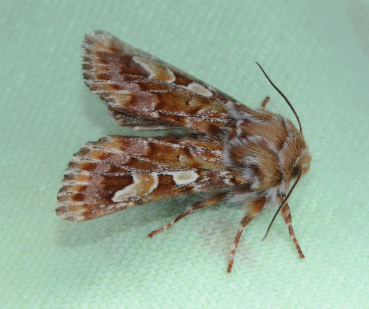 Pine Beauty (Panolis flammea) photographed at Maidstone  by Alan Stubbs