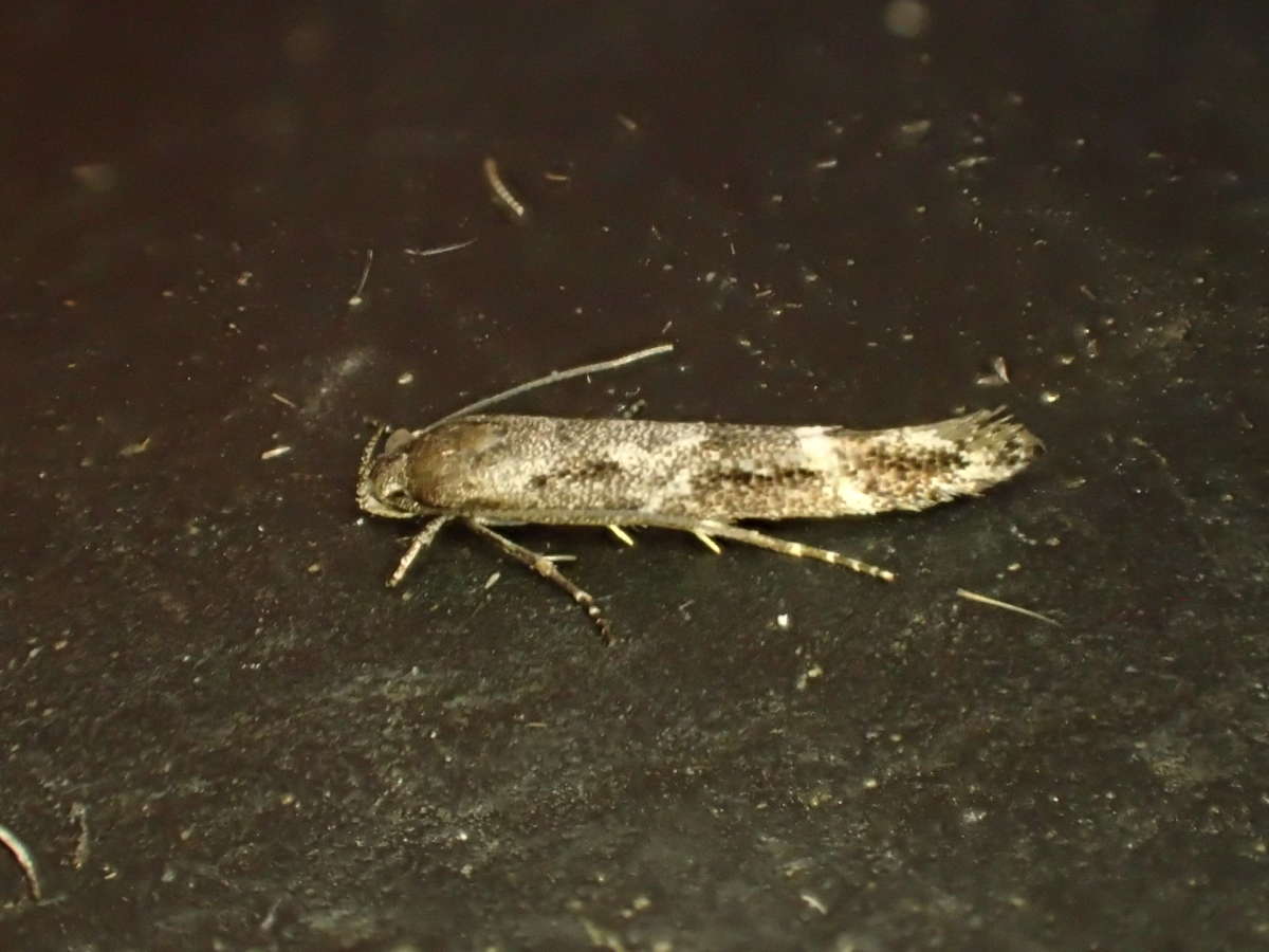 Kentish Mompha (Mompha sturnipennella) photographed in Kent by Dave Shenton