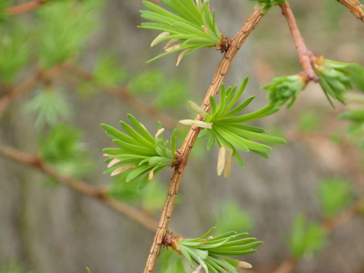 Larch Case-bearer (Coleophora laricella) photographed at Covert Wood, Barham by Dave Shenton 