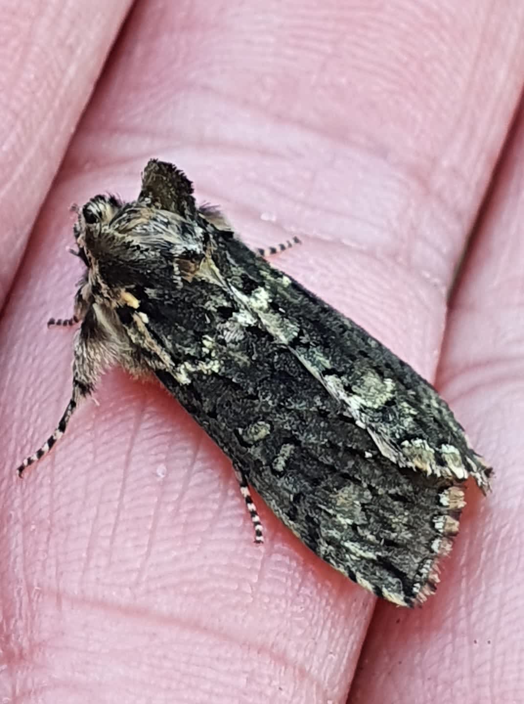 Frosted Green (Polyploca ridens) photographed at Ashford  by Leonard Cooper