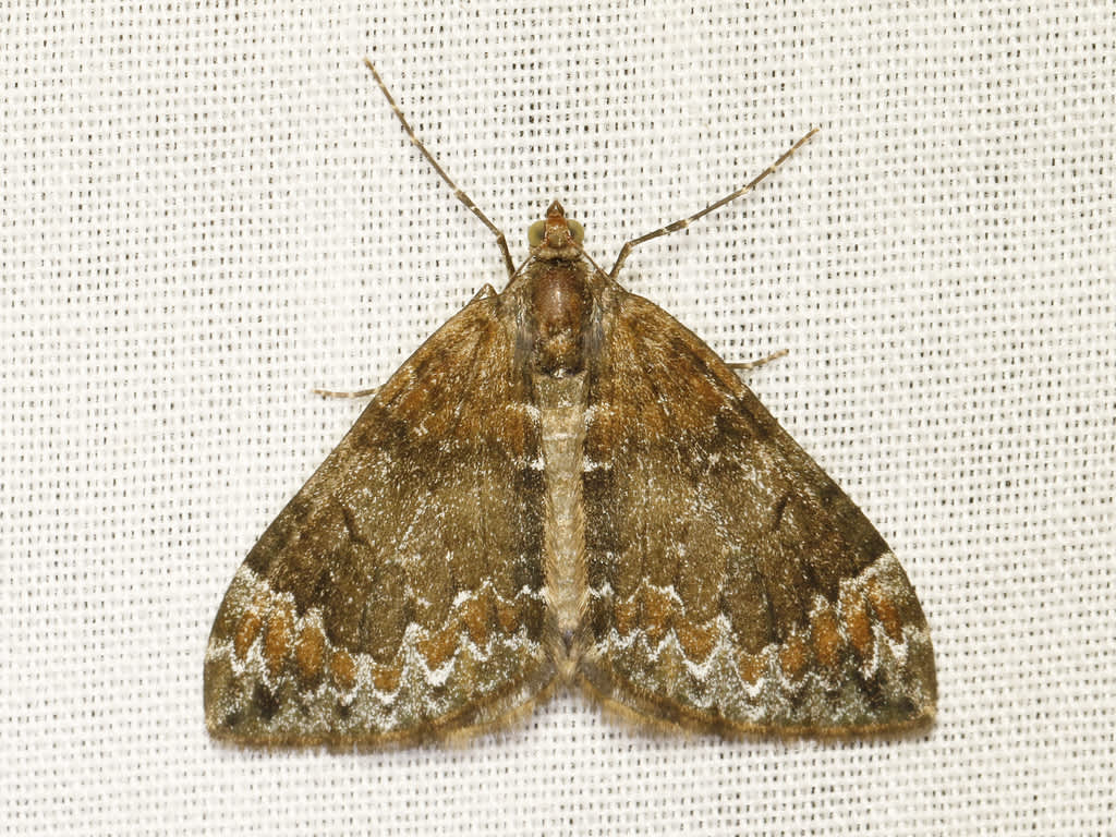 Common Marbled Carpet (Dysstroma truncata) photographed in Kent by David Beadle 