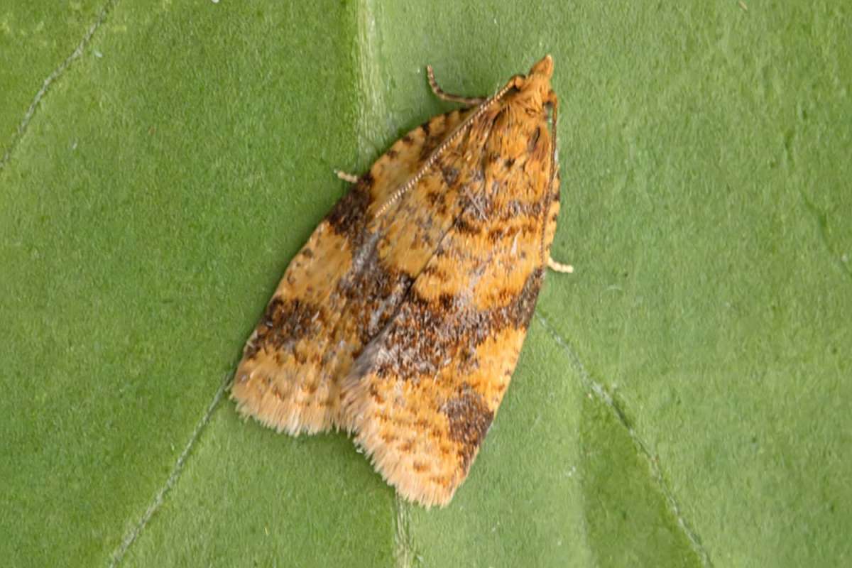 Brown-barred Tortrix (Epagoge grotiana) photographed in Kent by Peter Maton