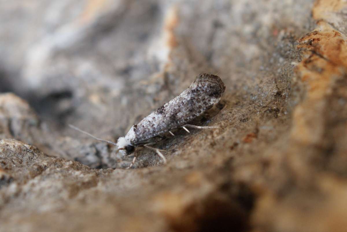 White-headed Ermine (Paraswammerdamia albicapitella) photographed at Aylesham  by Dave Shenton 