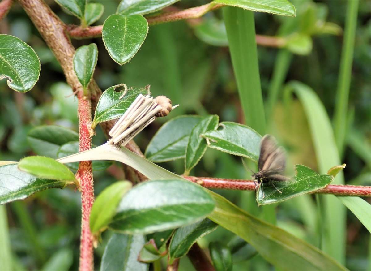 Common Bagworm (Psyche casta) photographed in Kent by John Dale 