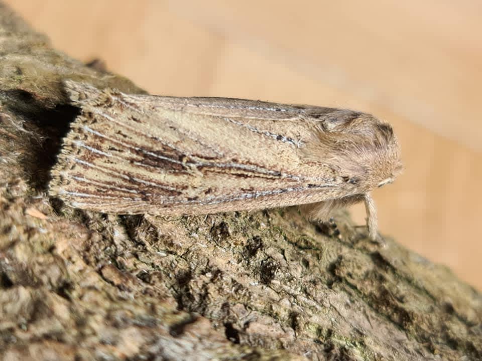 Bulrush Wainscot (Nonagria typhae) photographed in Kent by Francesca Partridge