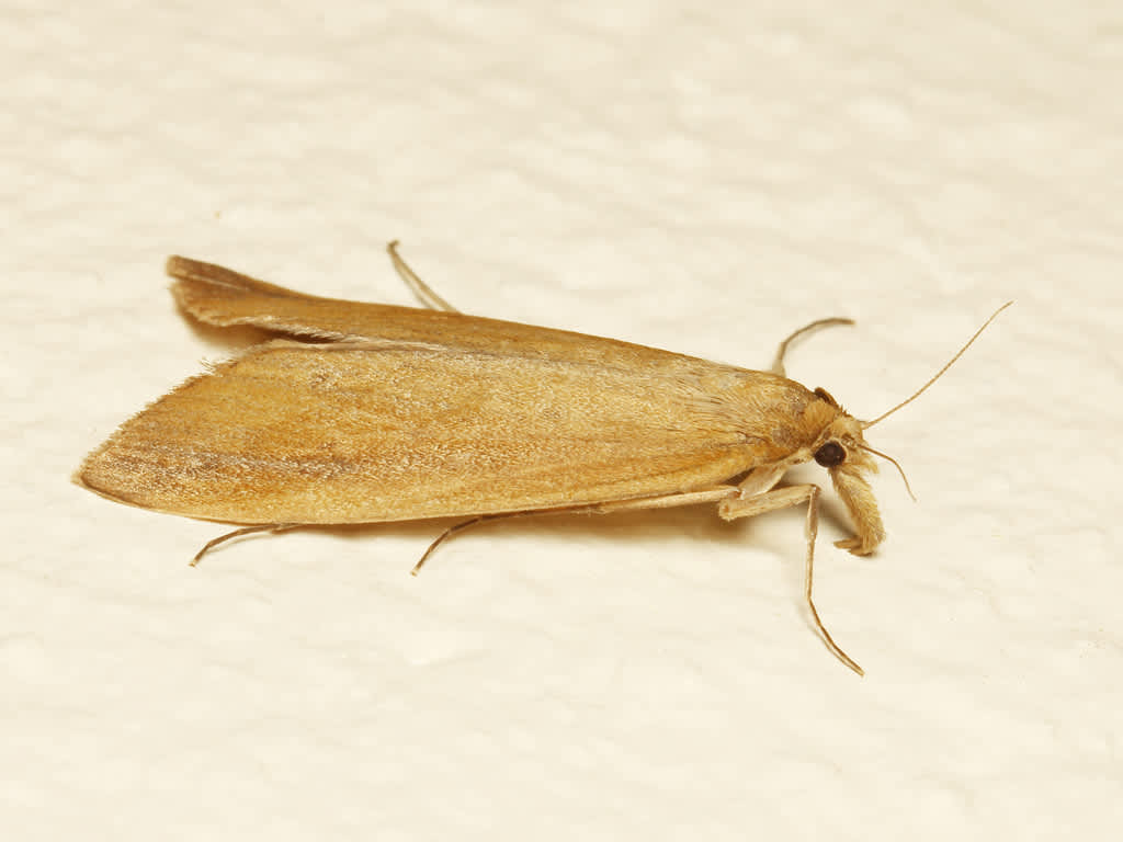 Giant Water-veneer (Schoenobius gigantella) photographed in Kent by David Beadle 