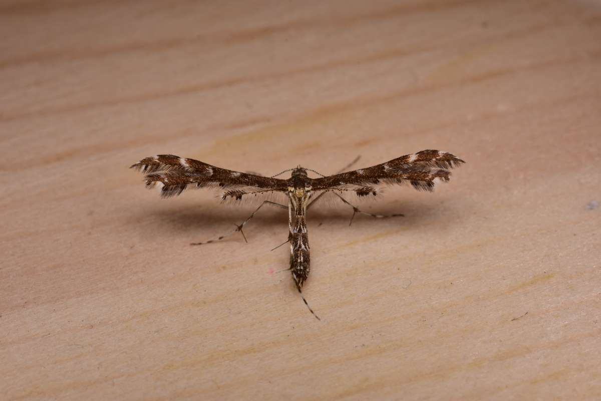 Wood-sage Plume (Capperia britanniodactylus) photographed in Kent by Antony Wren