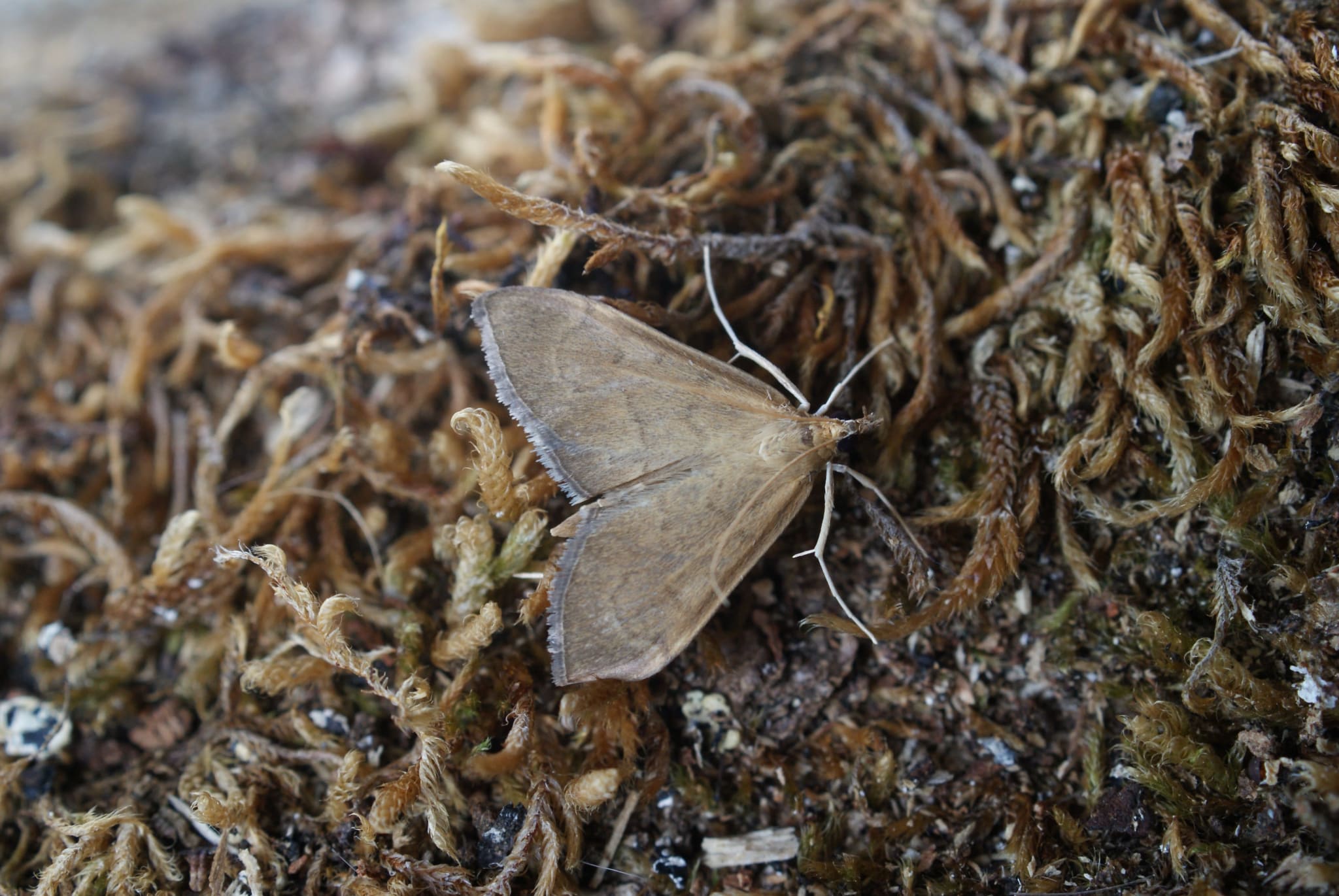 Golden-rod Pearl (Anania terrealis) photographed at Las Descargues, France  by Dave Shenton