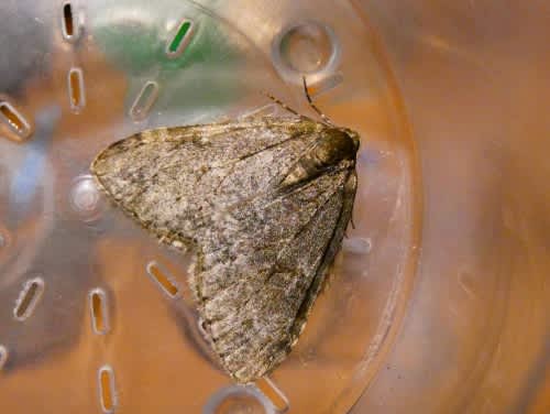 November Moth (Epirrita dilutata) photographed in Kent by Tony King 