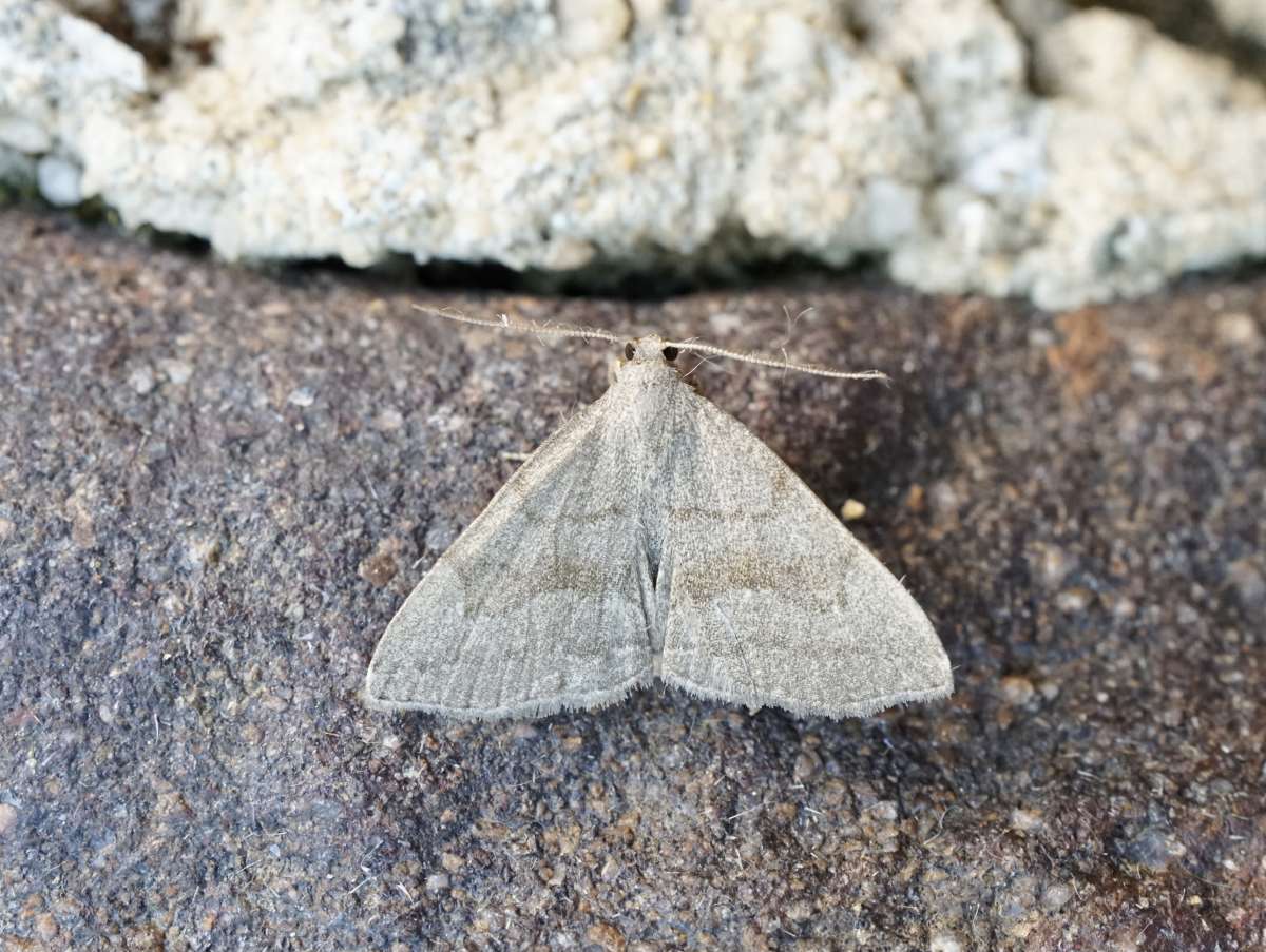 Common Fan-foot (Pechipogo strigilata) photographed in Kent by Dave Shenton